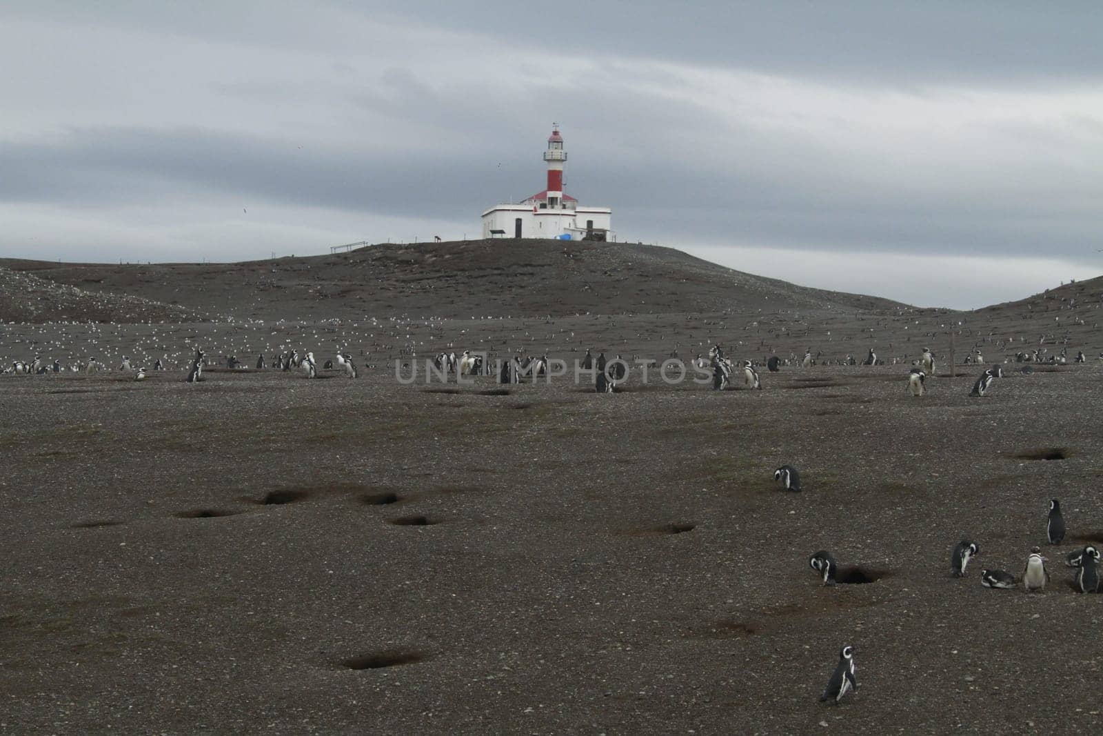 Penguins in Patagonia