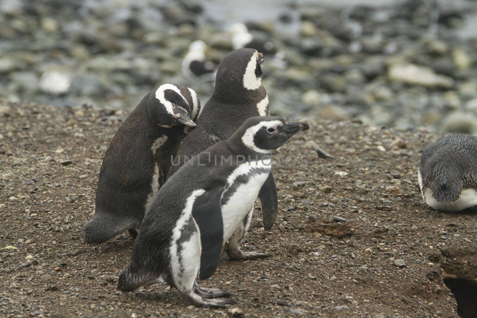 Penguins in Patagonia