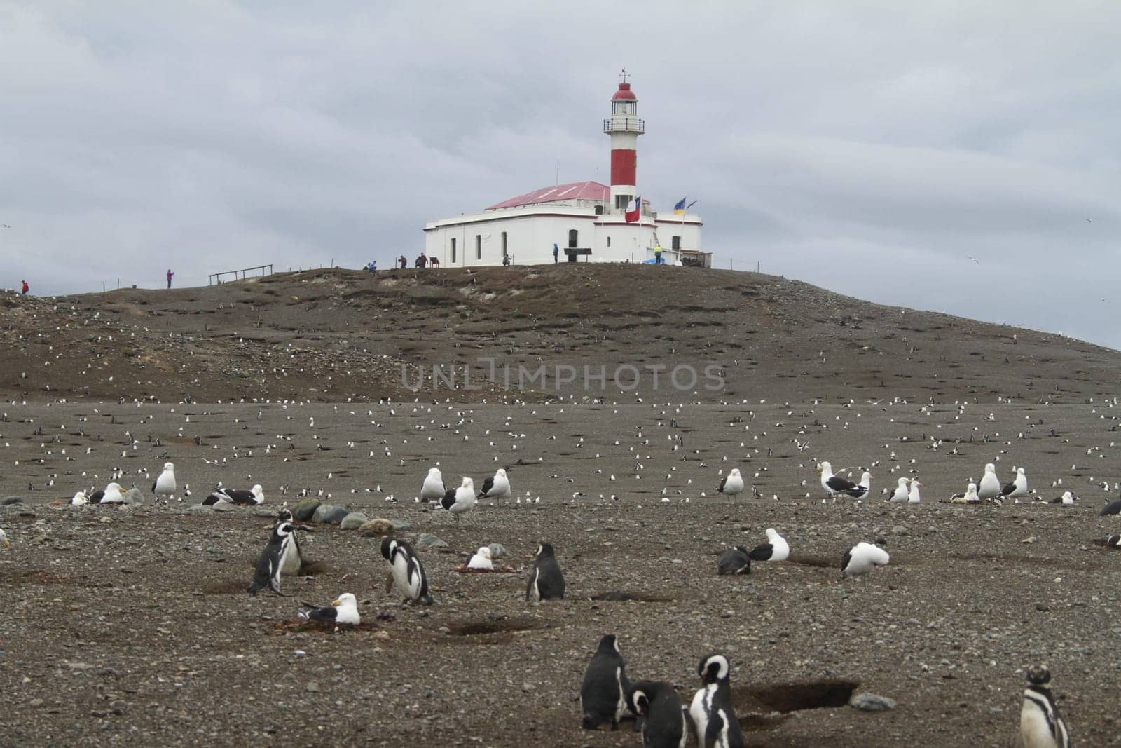 Penguins in Patagonia