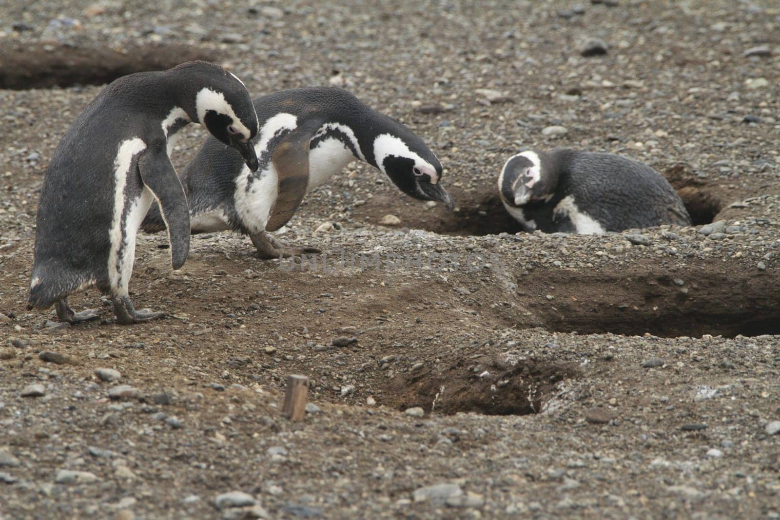 Penguins in Patagonia
