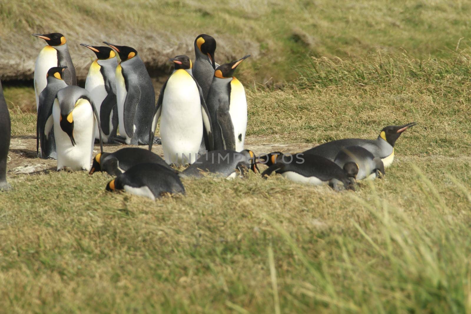 parqueParque Pinguino Rey - King Penguin park on Tierra del fuego