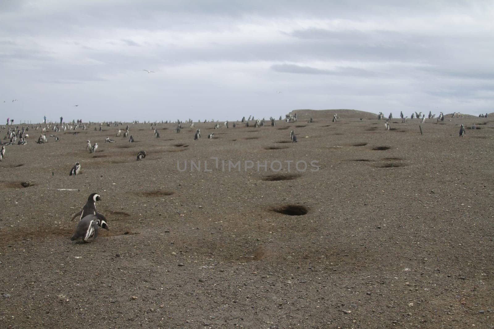 Penguins in Patagonia