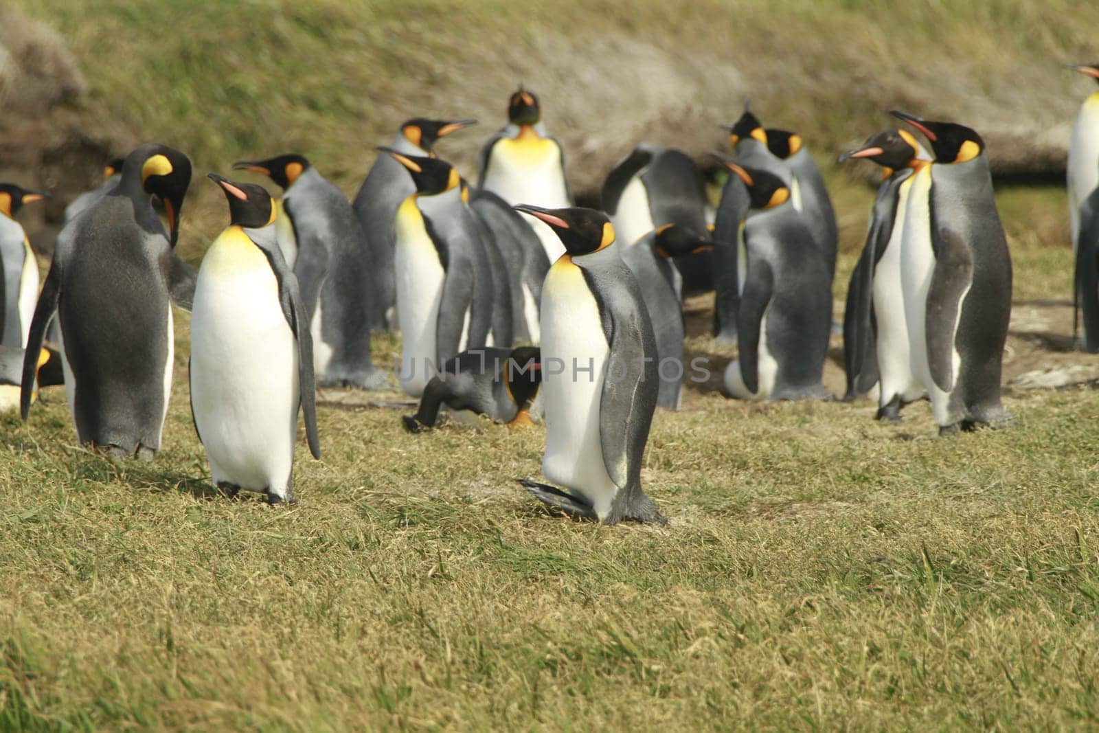 parqueParque Pinguino Rey - King Penguin park on Tierra del fuego
