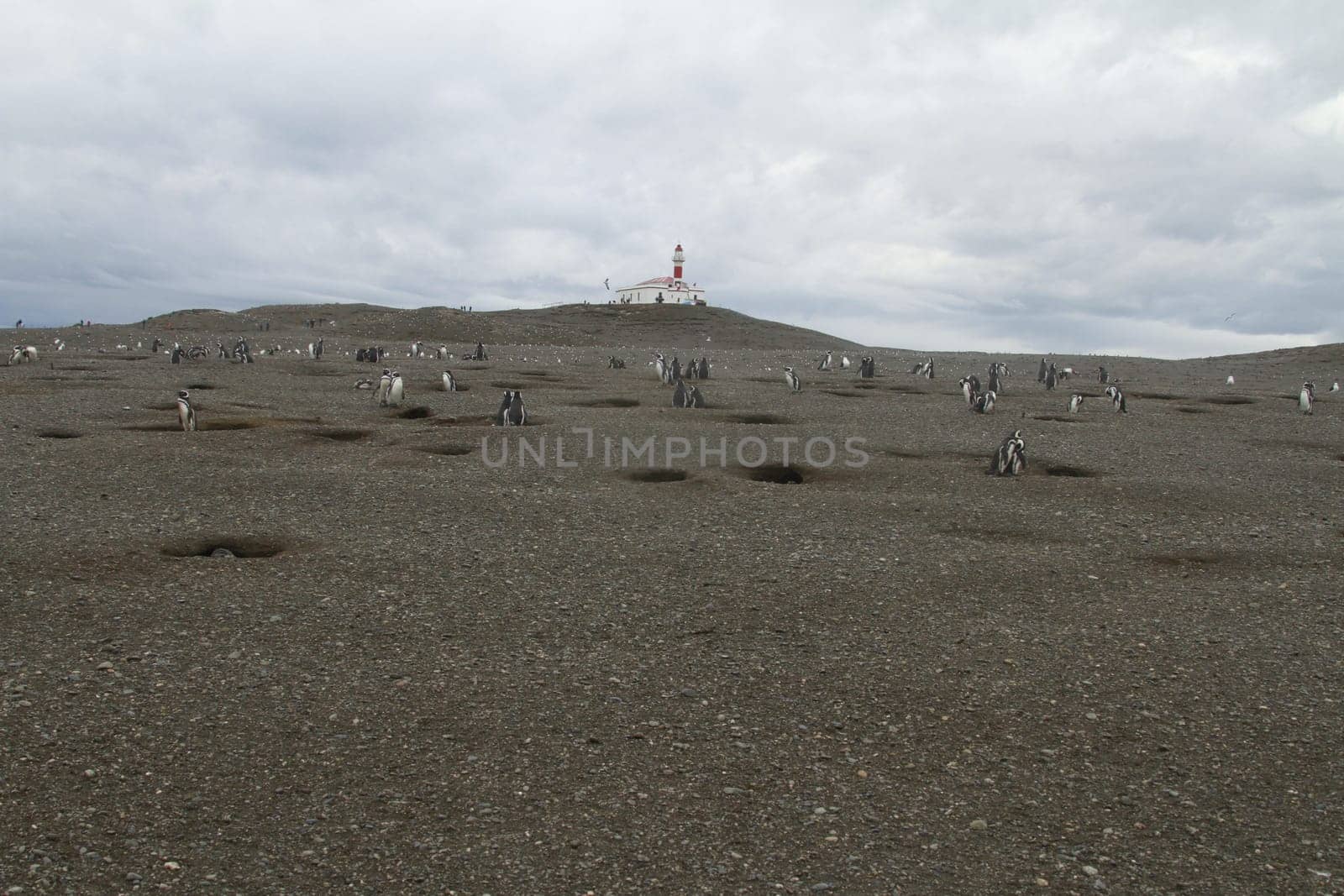 Penguins in Patagonia