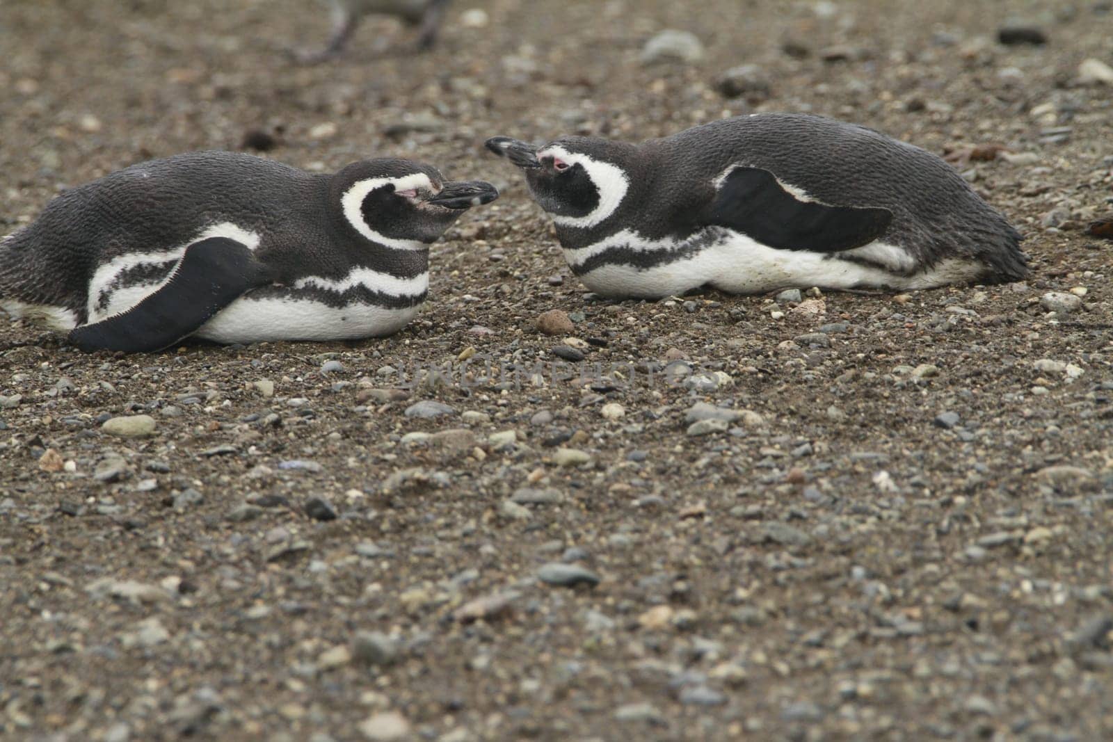 Penguins in Patagonia