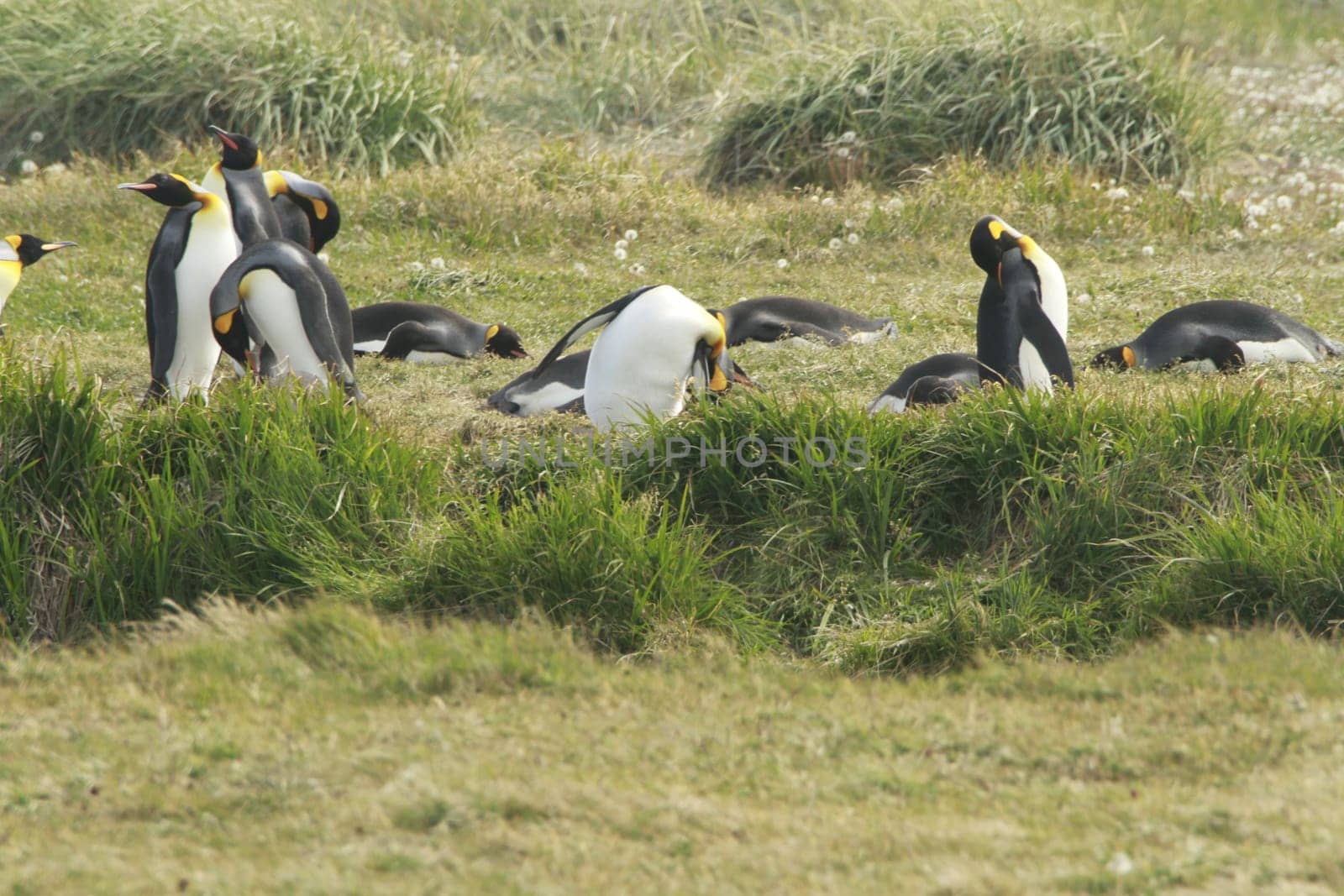 parqueParque Pinguino Rey - King Penguin park on Tierra del fuego