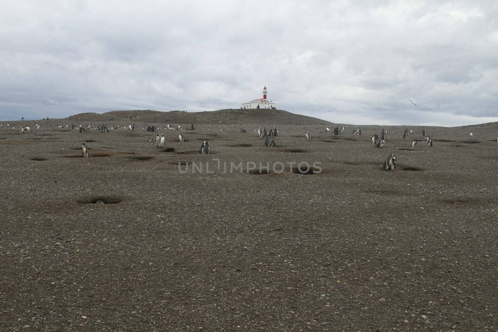 Penguins in Patagonia