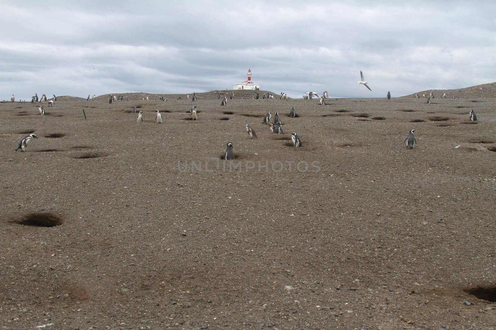 Penguins in Patagonia