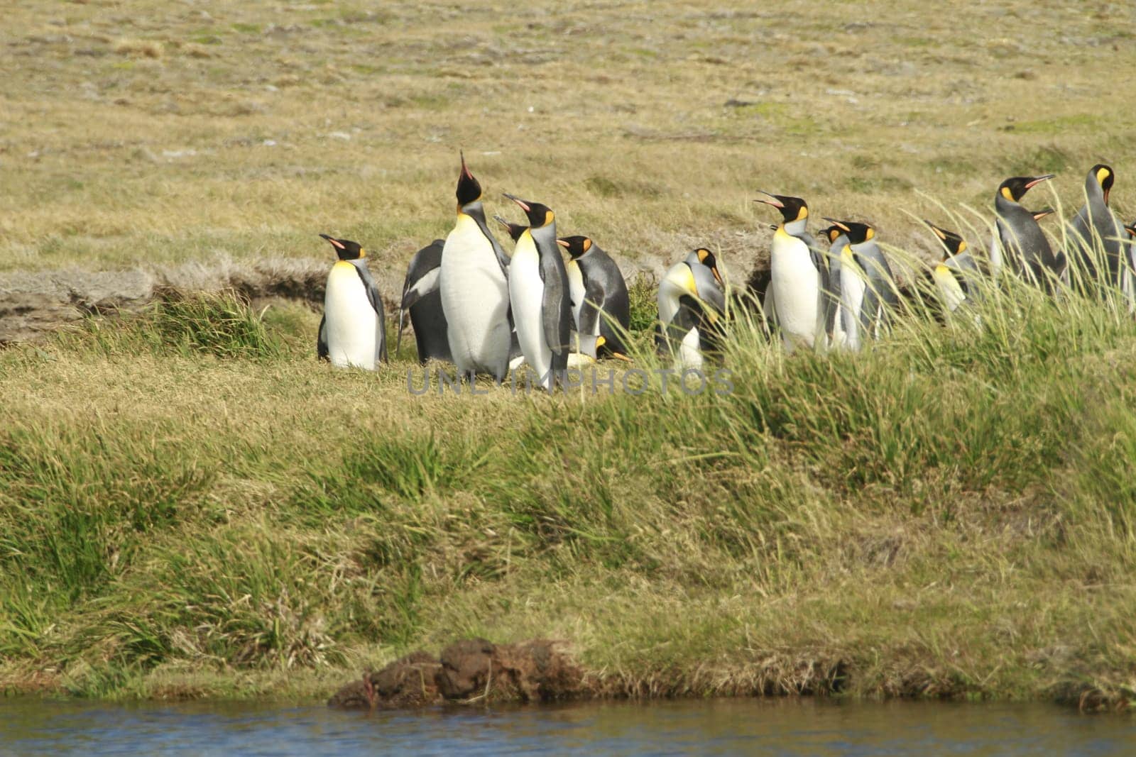 parqueParque Pinguino Rey - King Penguin park on Tierra del fuego