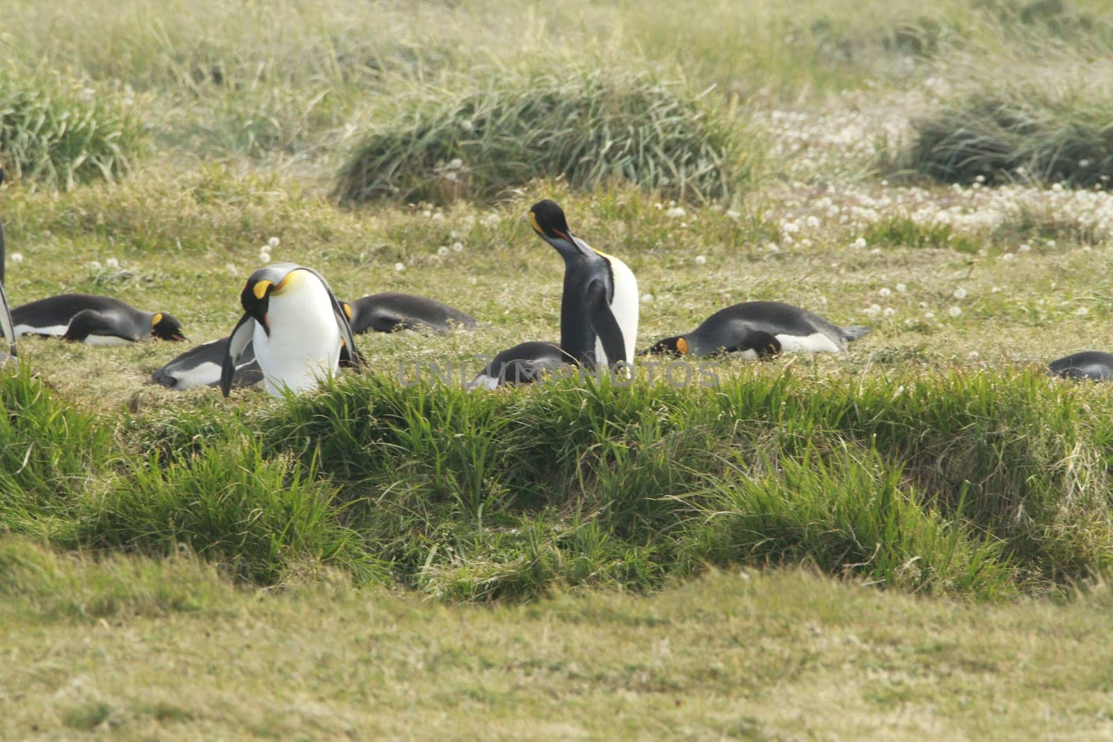parqueParque Pinguino Rey - King Penguin park on Tierra del fuego