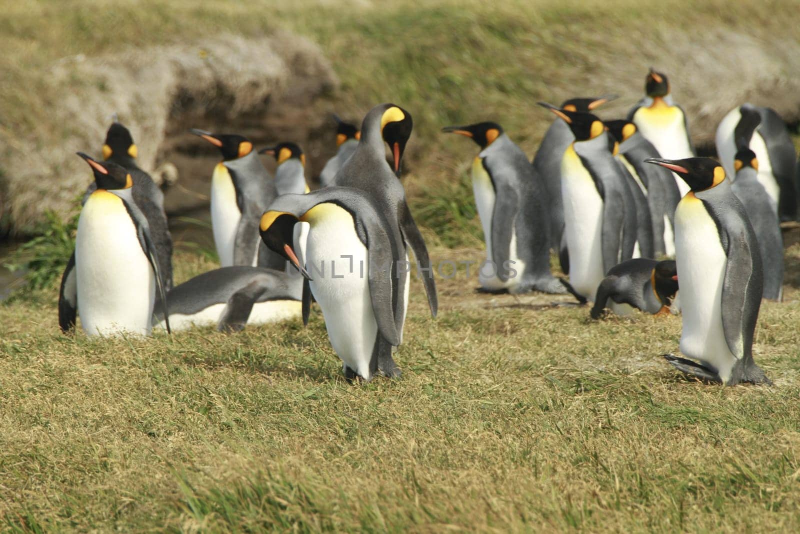 parqueParque Pinguino Rey - King Penguin park on Tierra del fuego