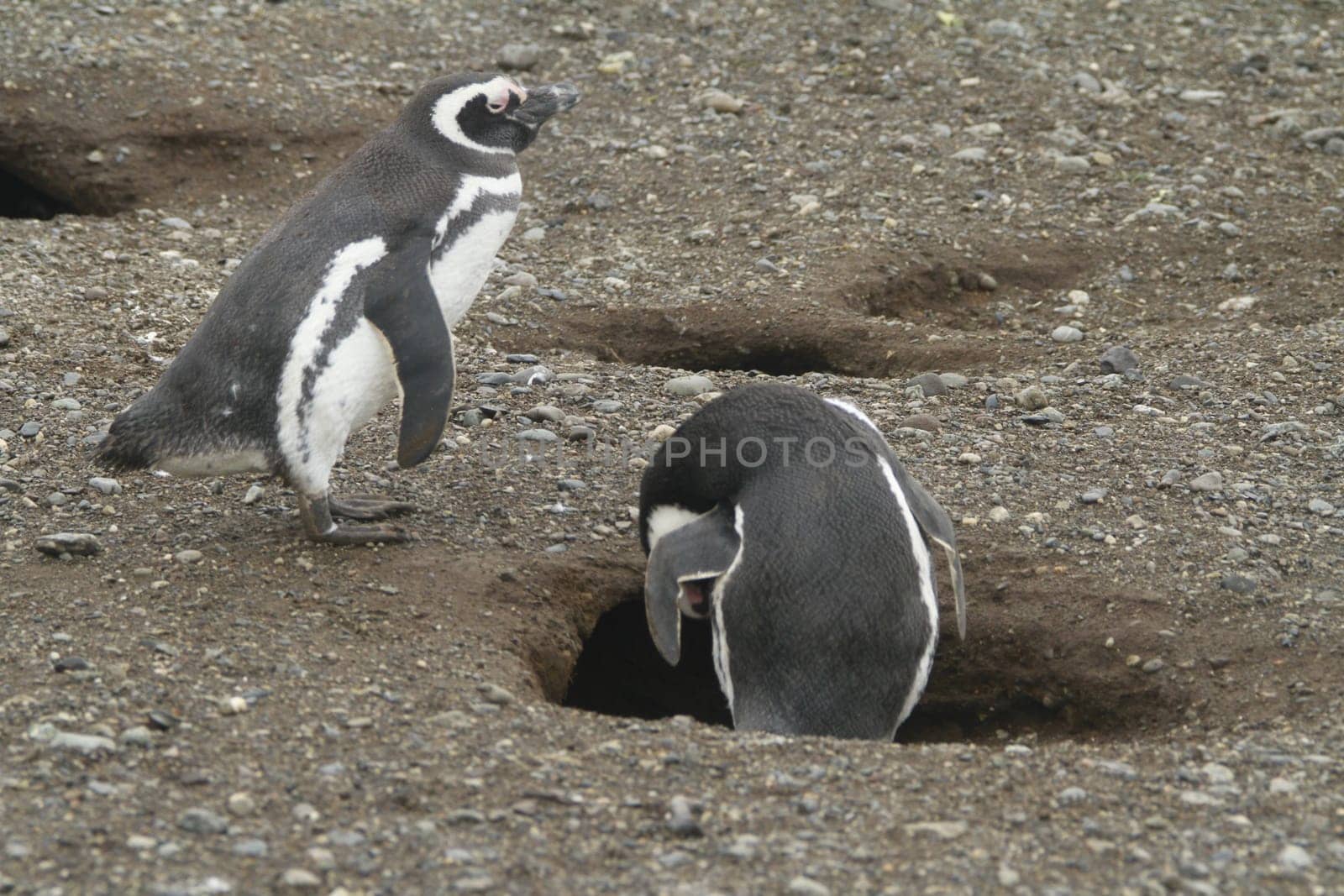 Penguins in Patagonia