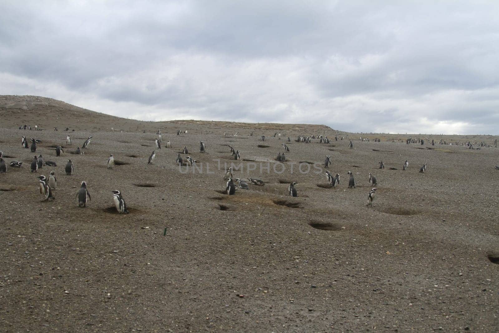 Penguins in Patagonia