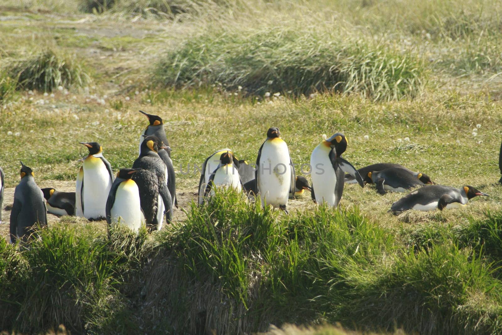 parqueParque Pinguino Rey - King Penguin park on Tierra del fuego