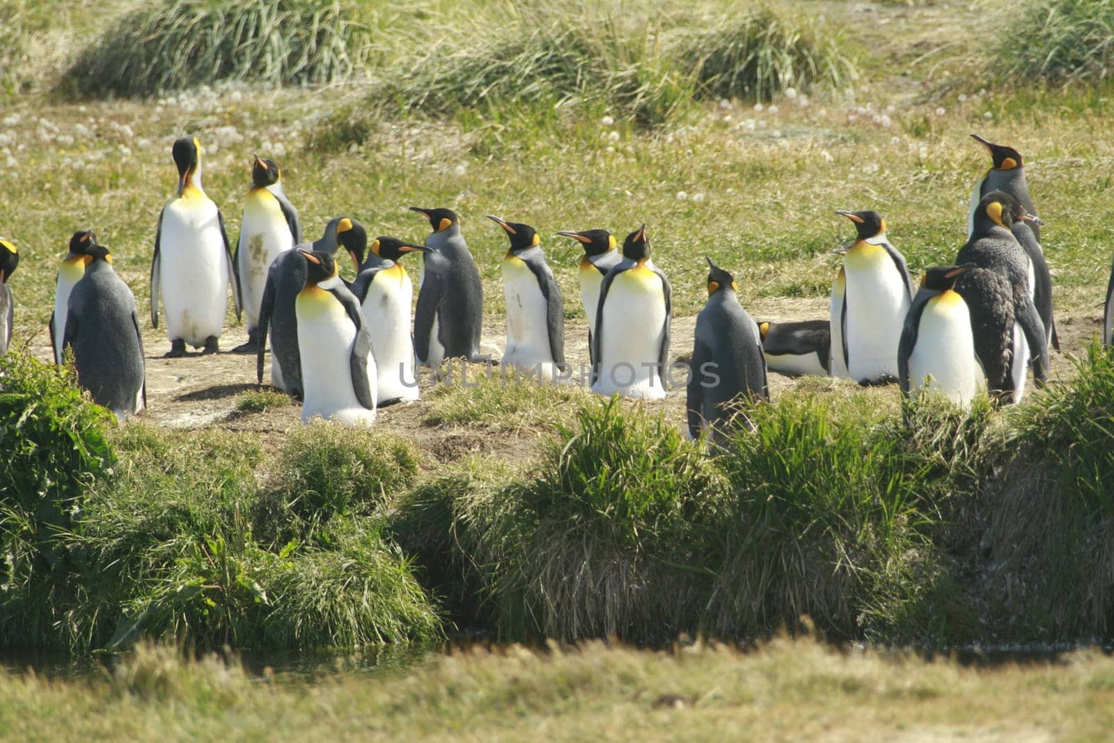 parqueParque Pinguino Rey - King Penguin park on Tierra del fuego