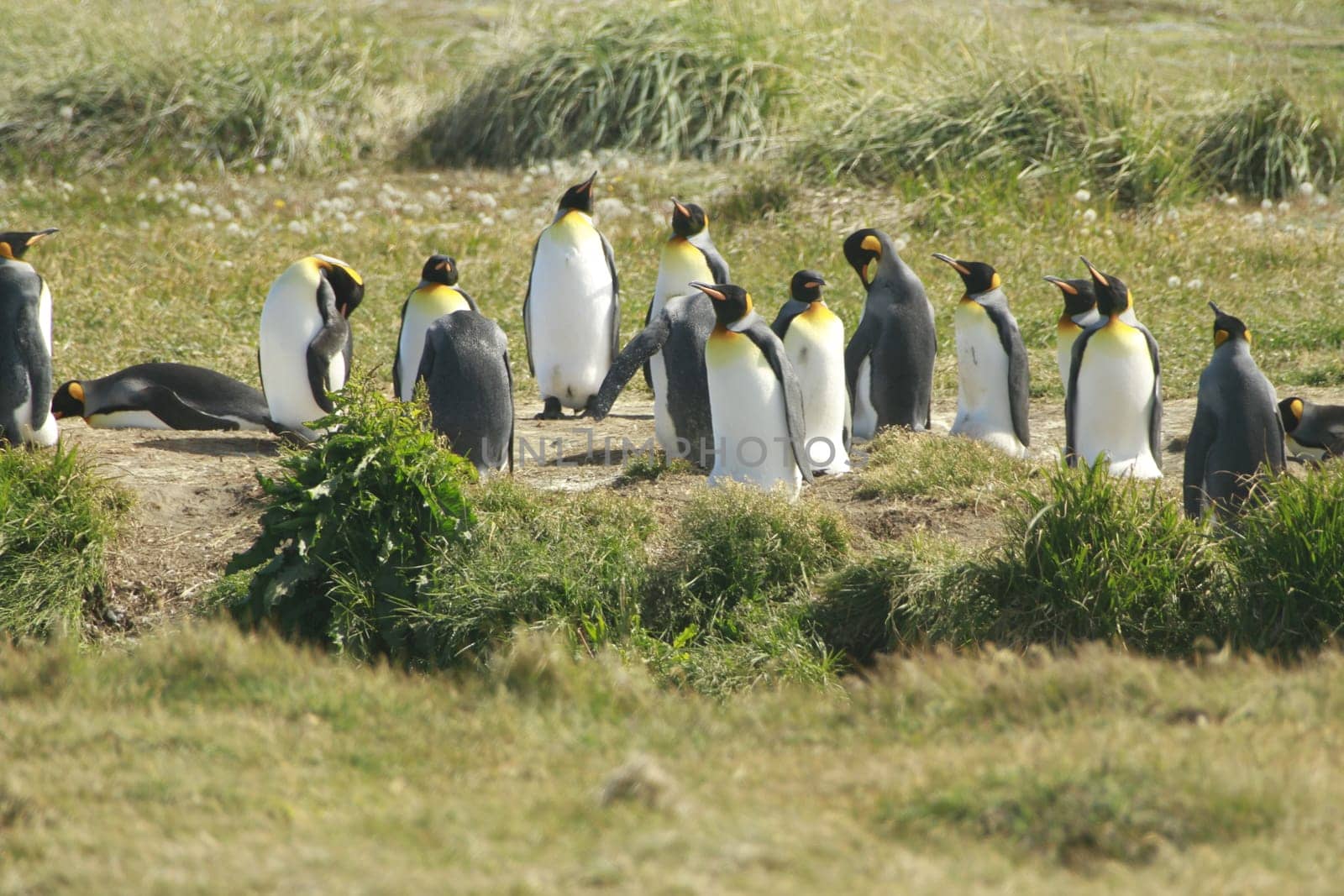 parqueParque Pinguino Rey - King Penguin park on Tierra del fuego