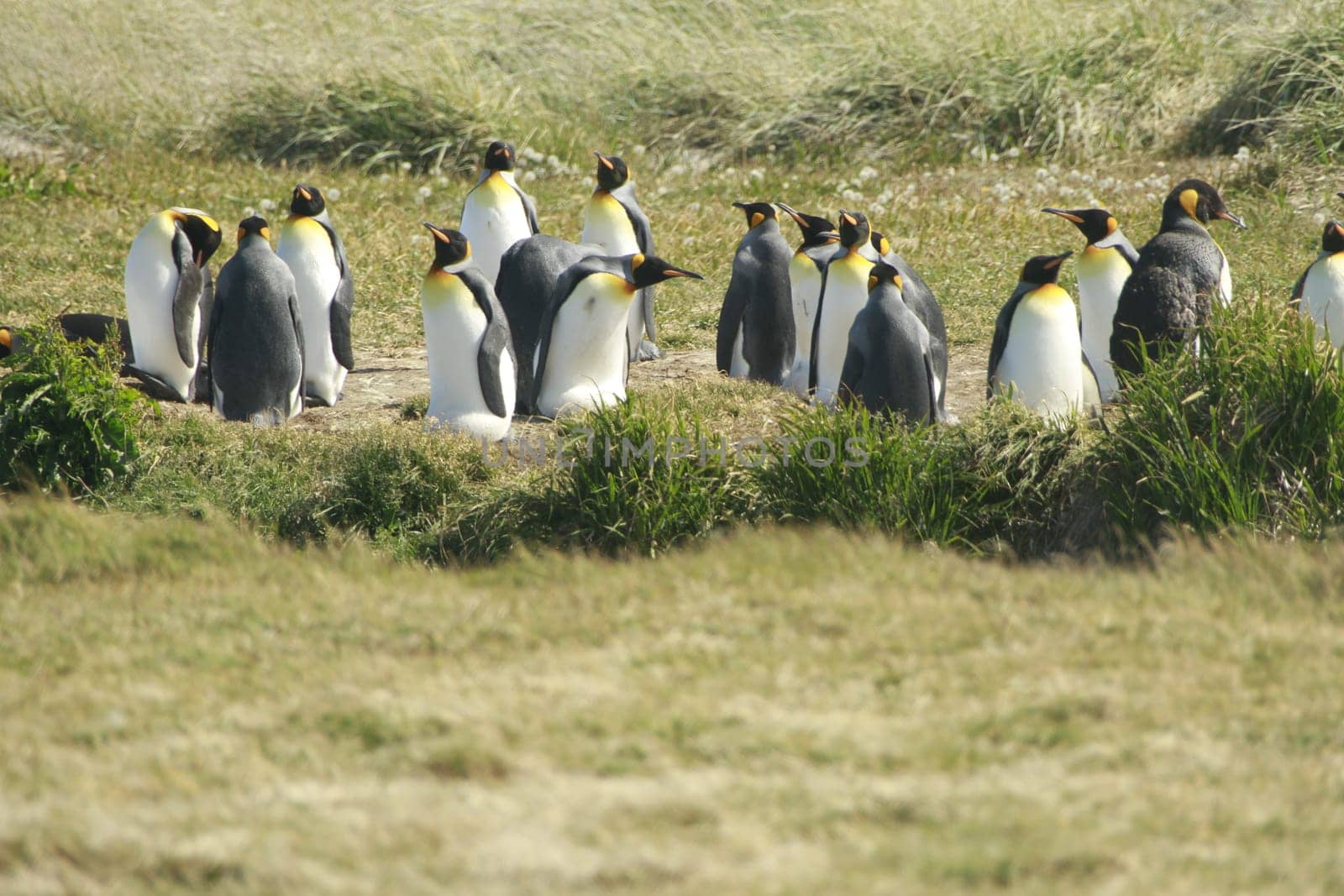 parqueParque Pinguino Rey - King Penguin park on Tierra del fuego