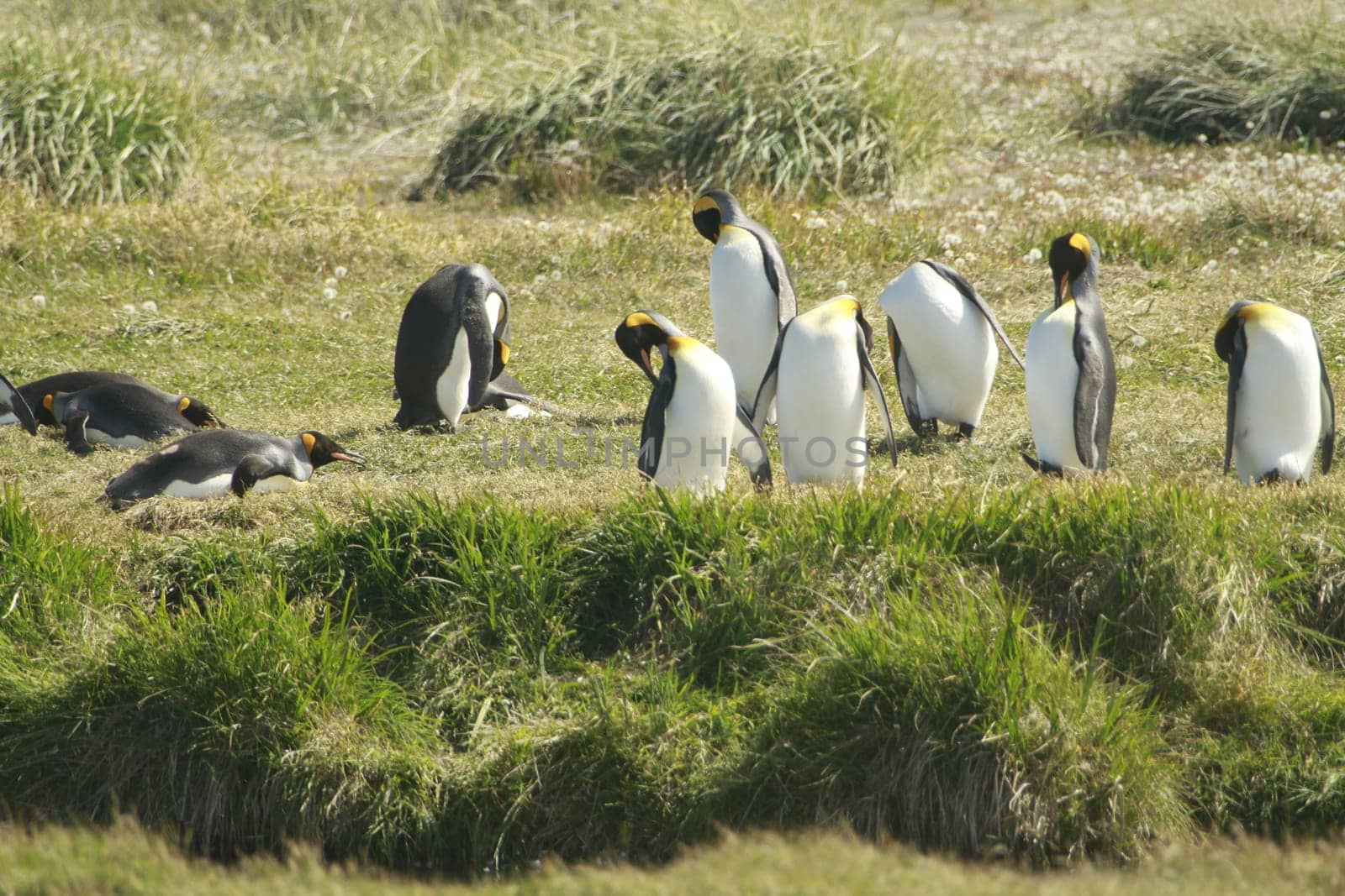 parqueParque Pinguino Rey - King Penguin park on Tierra del fuego