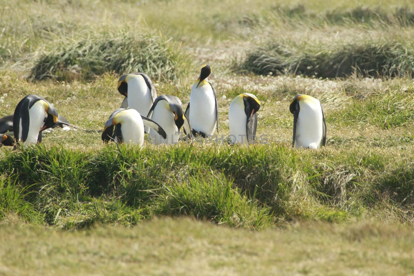 parqueParque Pinguino Rey - King Penguin park on Tierra del fuego