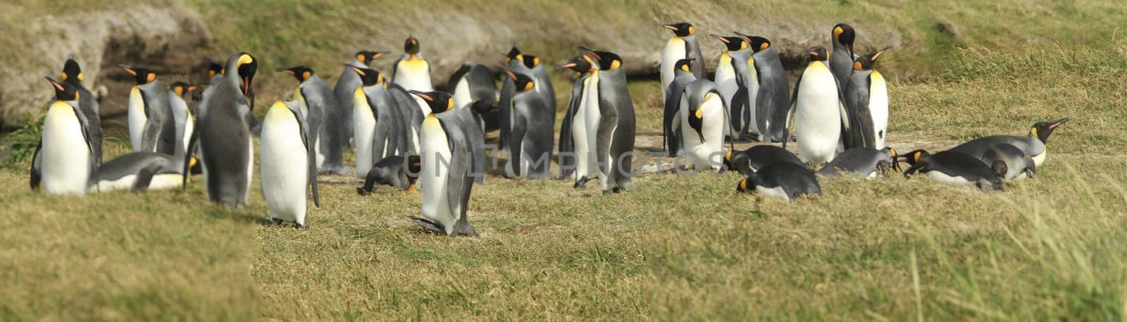 parqueParque Pinguino Rey - King Penguin park on Tierra del fuego