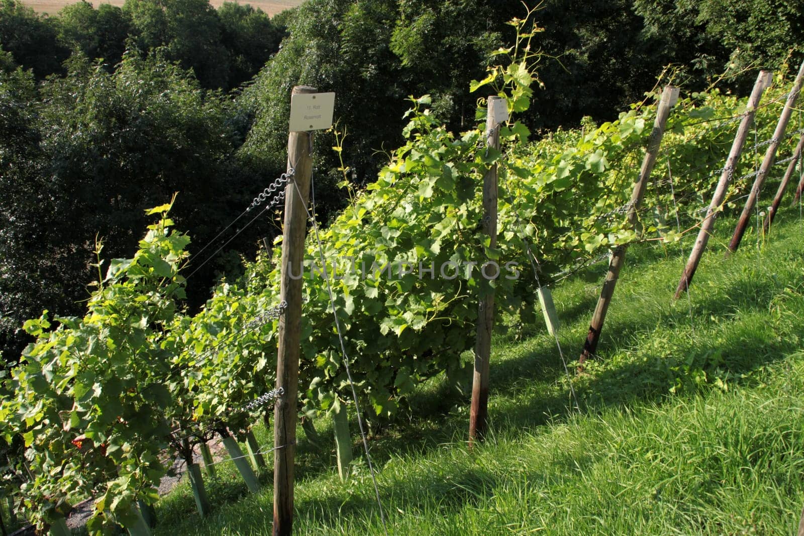Vineyard in Blomberg