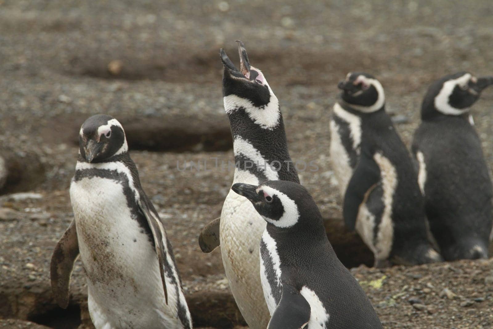 Penguins in Patagonia