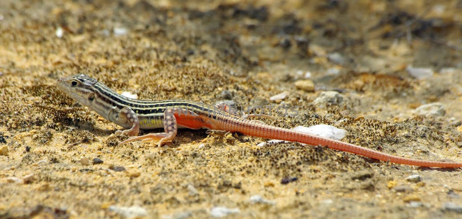 Lizard