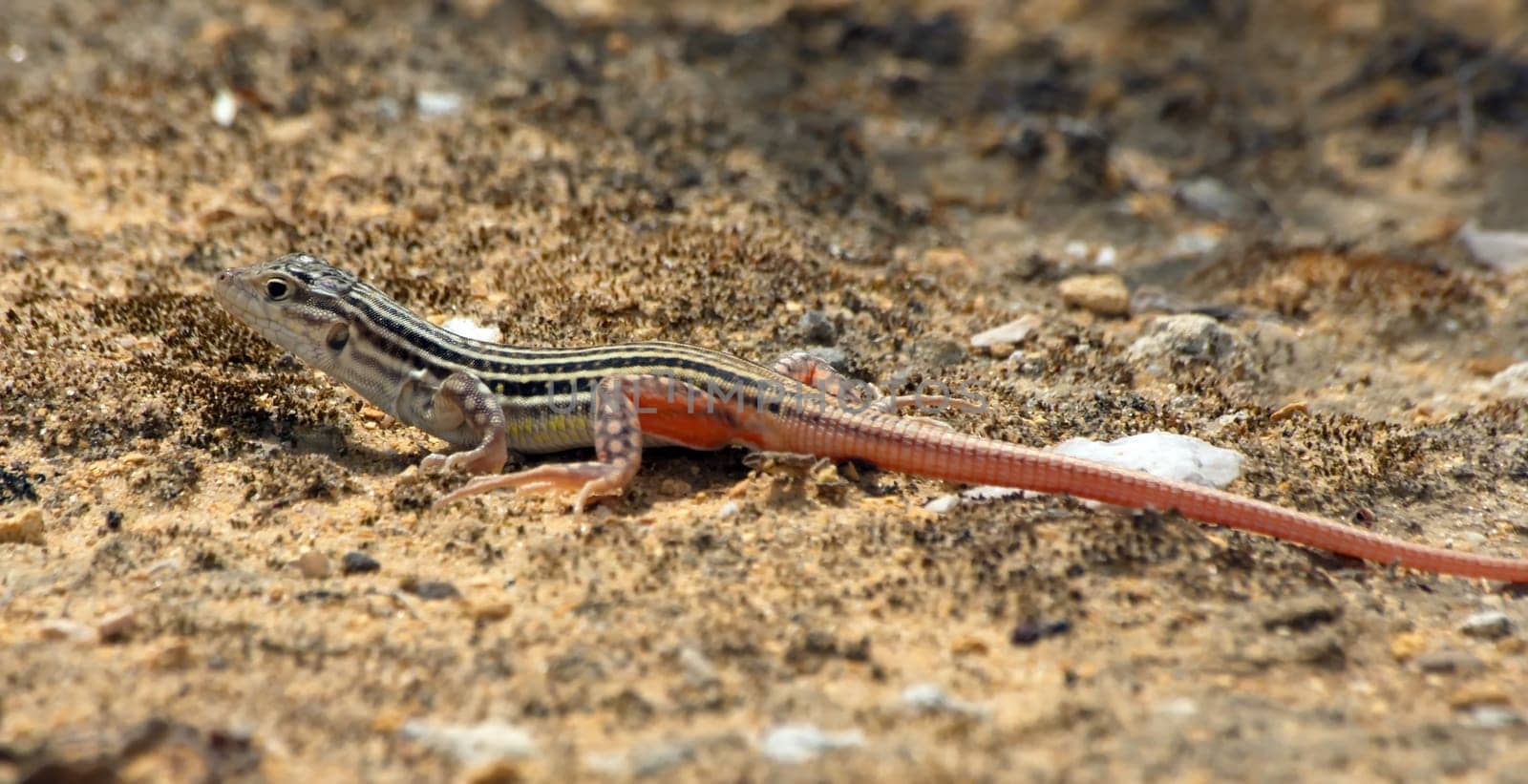 Lizard sunbathing