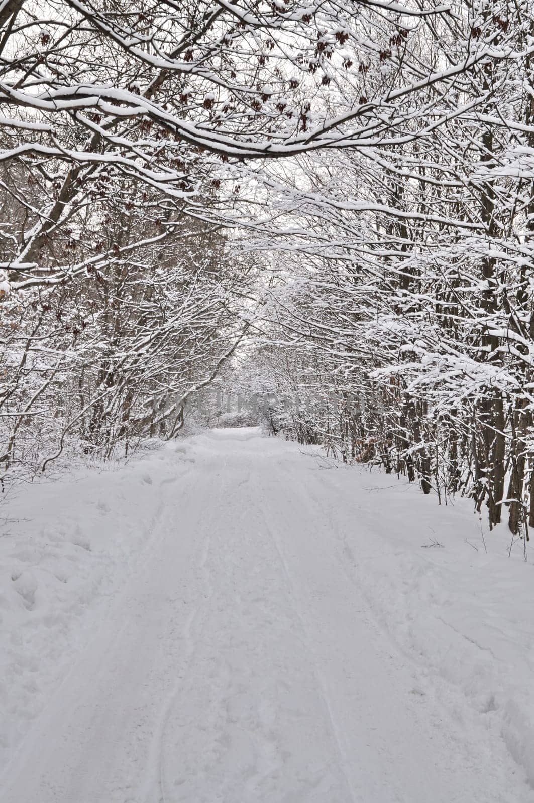 Empty winter road