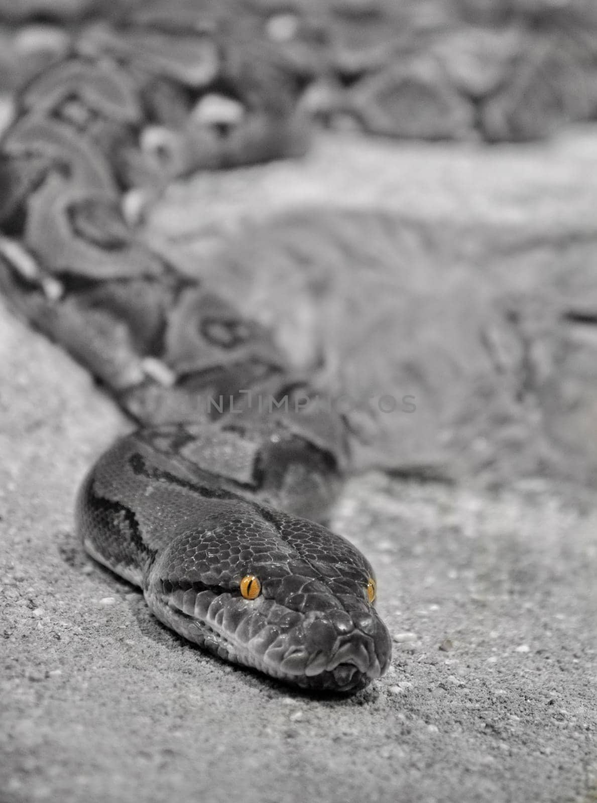 Head of a snake with yellow eyes