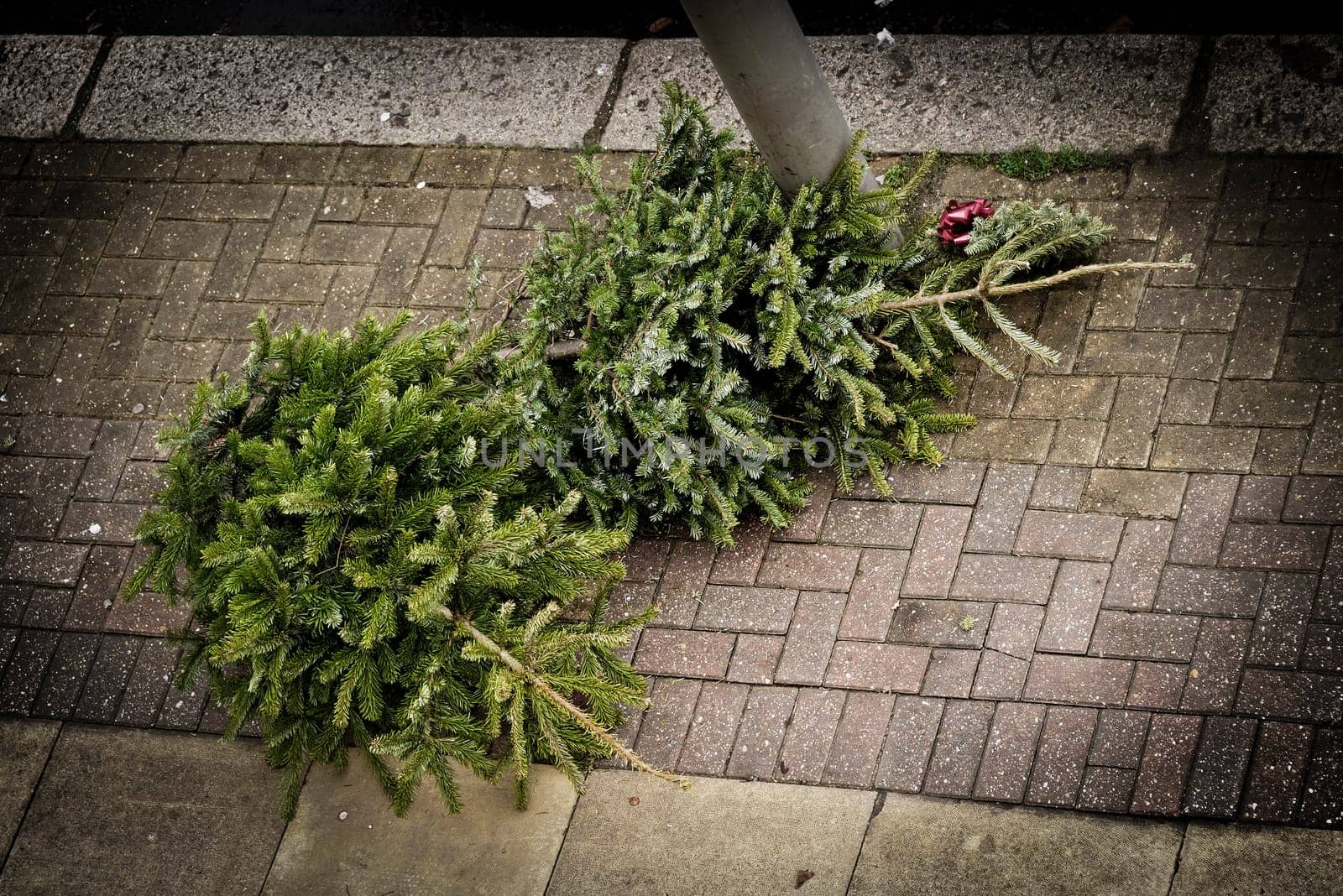 Two Christmas trees on the pacement waiting to be collected by the garbage collectors