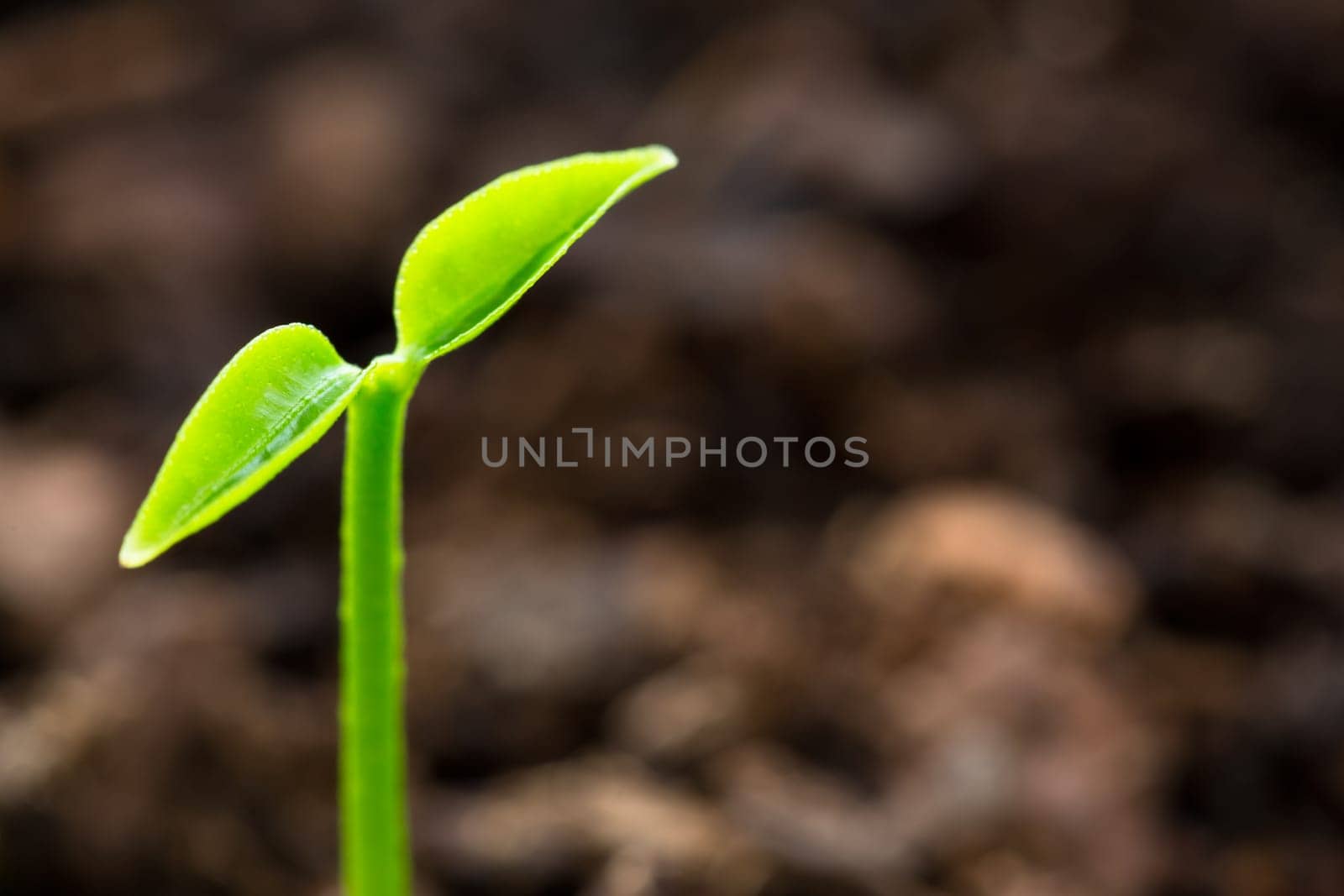 new life