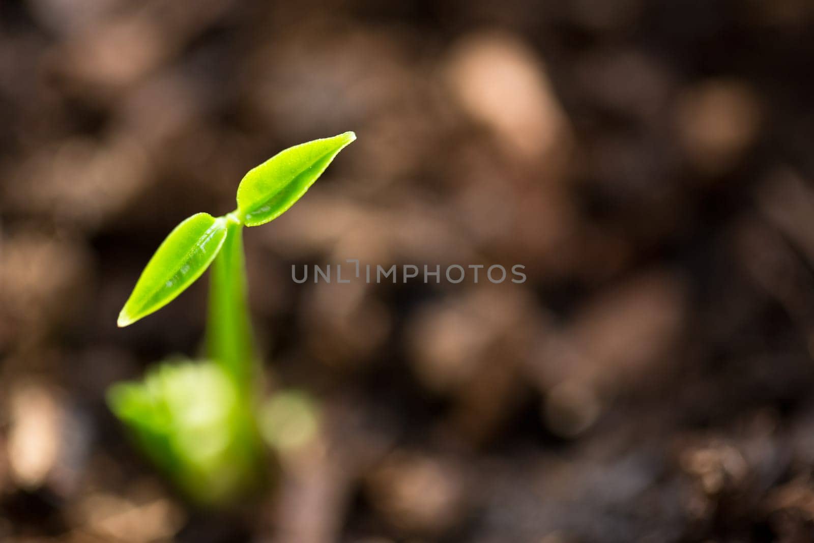 new life