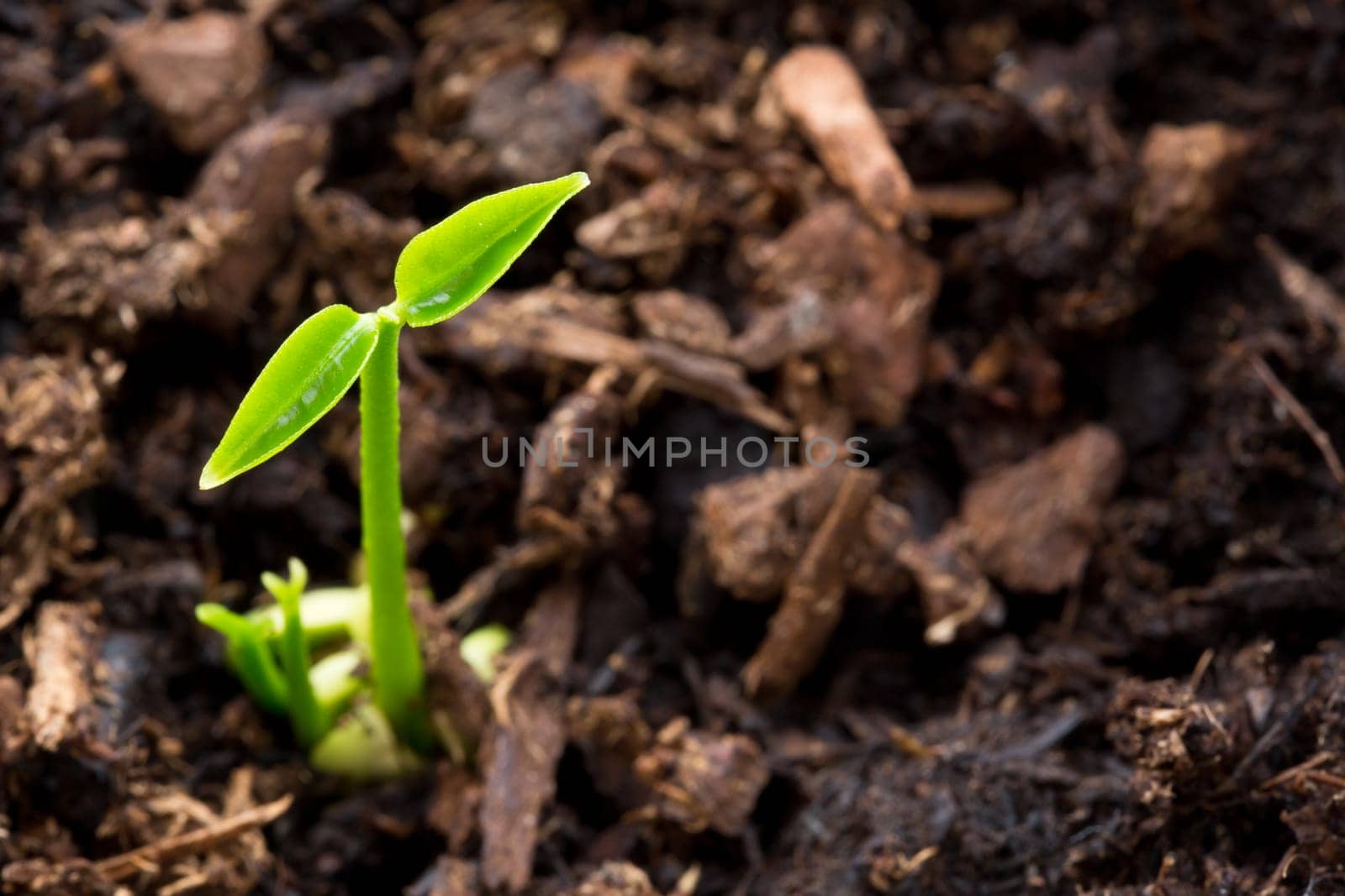 new life