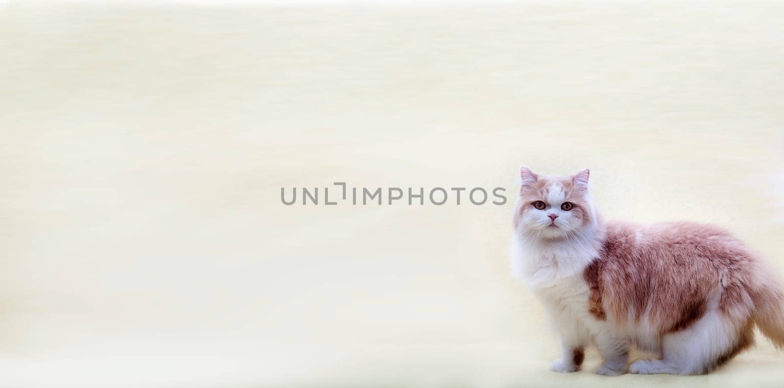 cat with nice background for adv or others purpose use