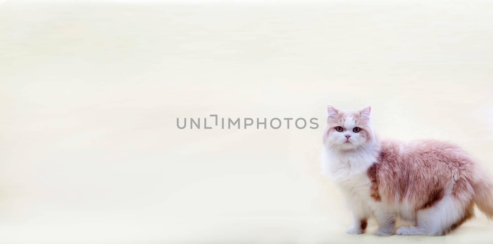 cat with nice background for adv or others purpose use