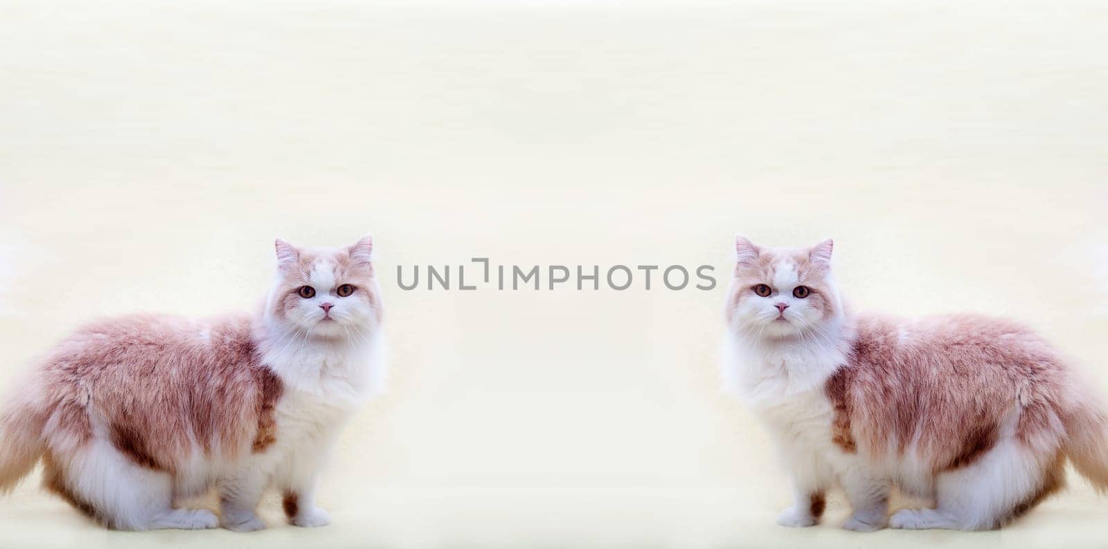 cat with nice background for adv or others purpose use