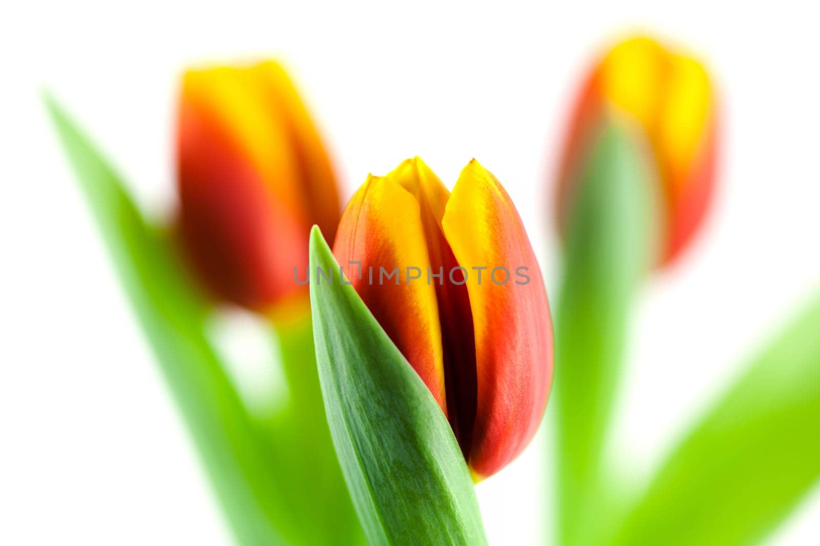 Tulip,close-up of flower against white background