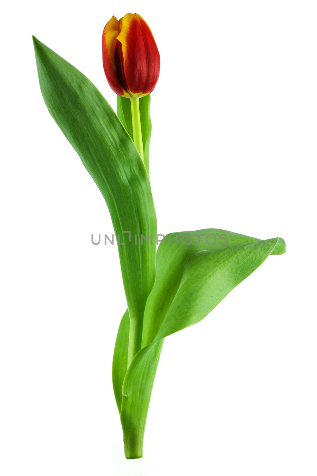 Tulip,close-up of flower against white background