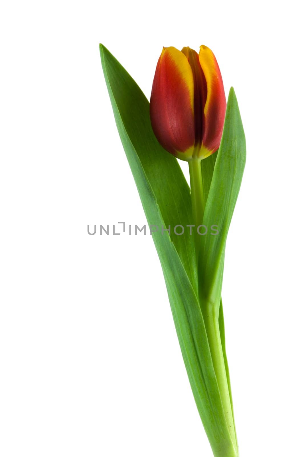 Tulip,close-up of flower against white background