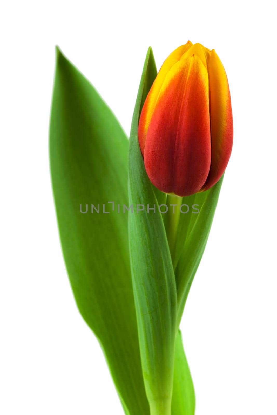 Tulip,close-up of flower against white background