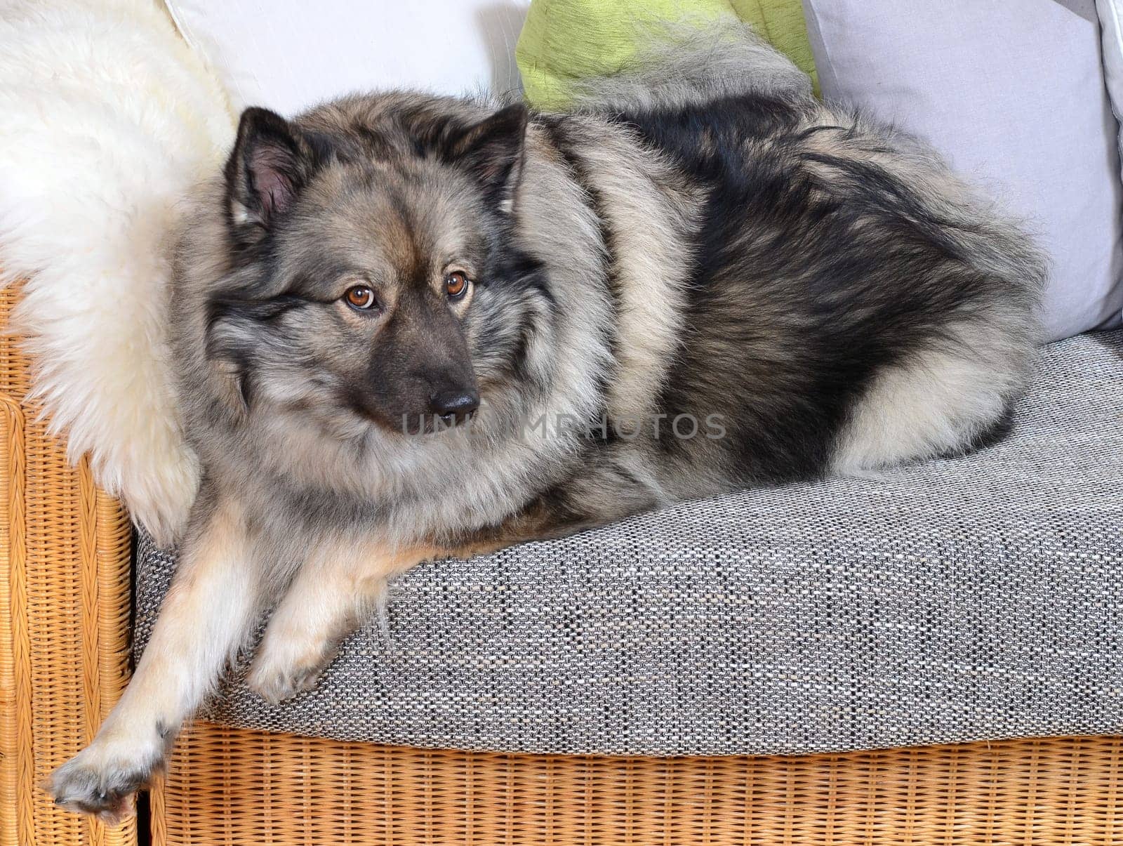 Dog on sofa with cushion