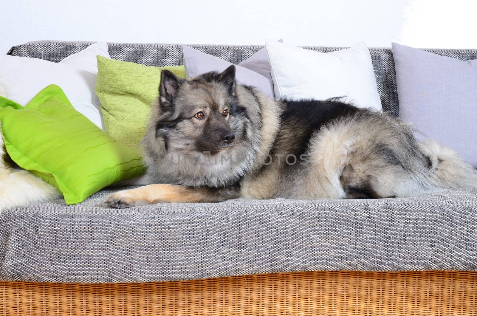 Dog on sofa with cushion