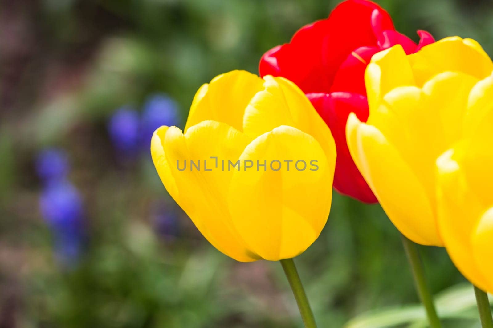 Tulips Background Red Yellow