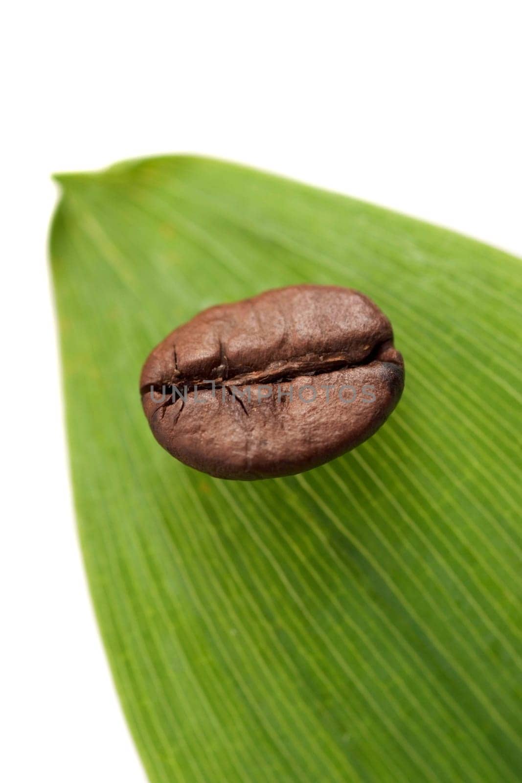 Single coffee bean on green leaf. Isolated on white.