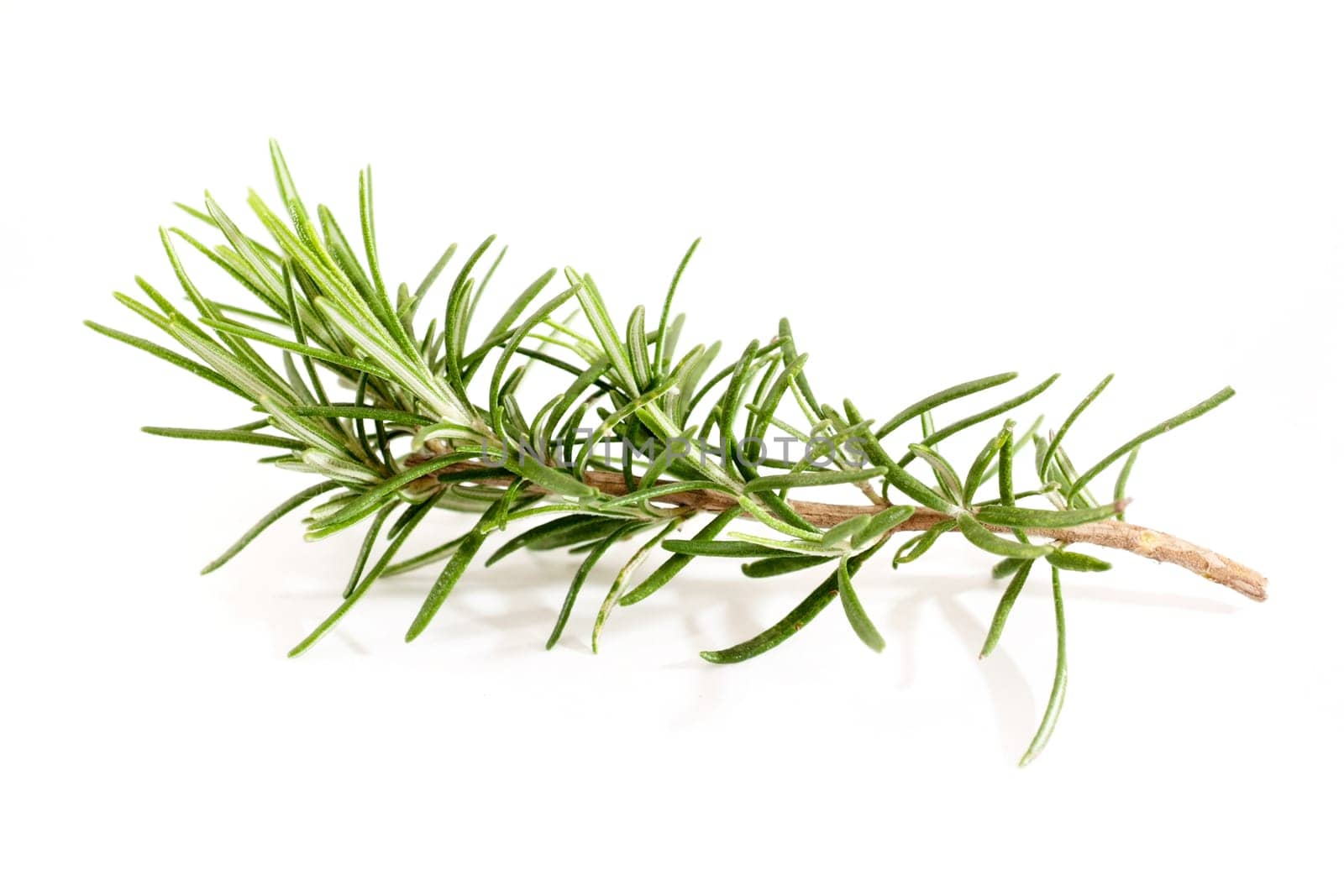 Fresh rosemary on white background