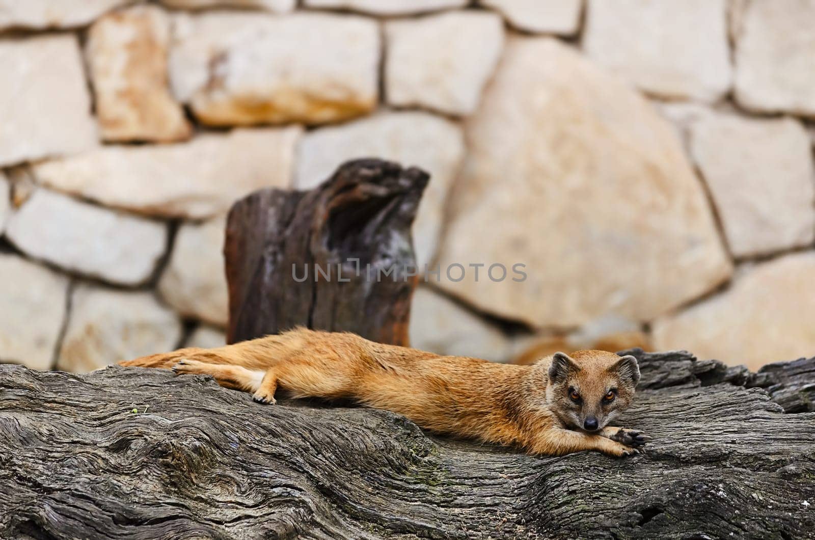 Common Mongoose Is Lying On The Felled Tree