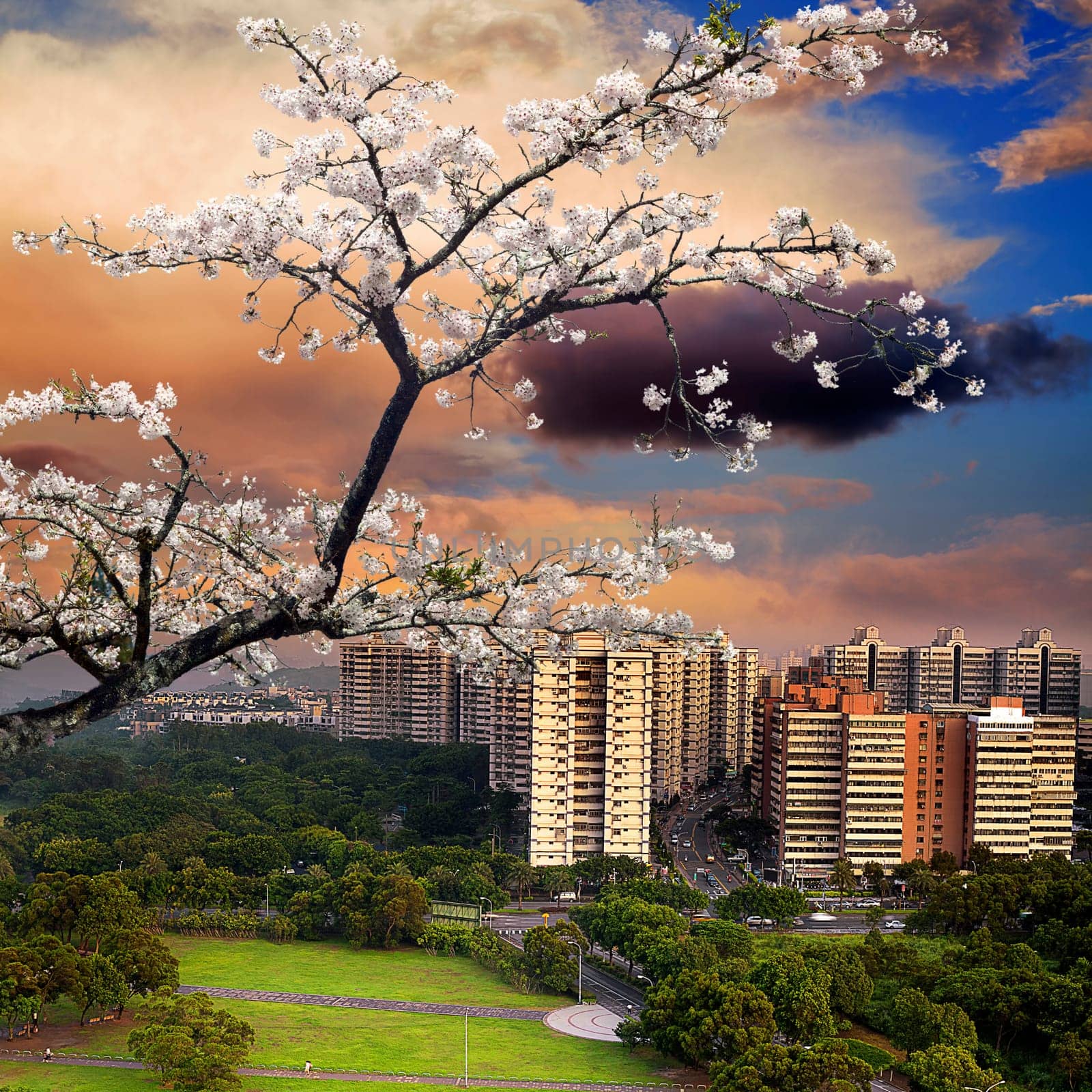 nice view mixed with nice sakura for adv or others purpose