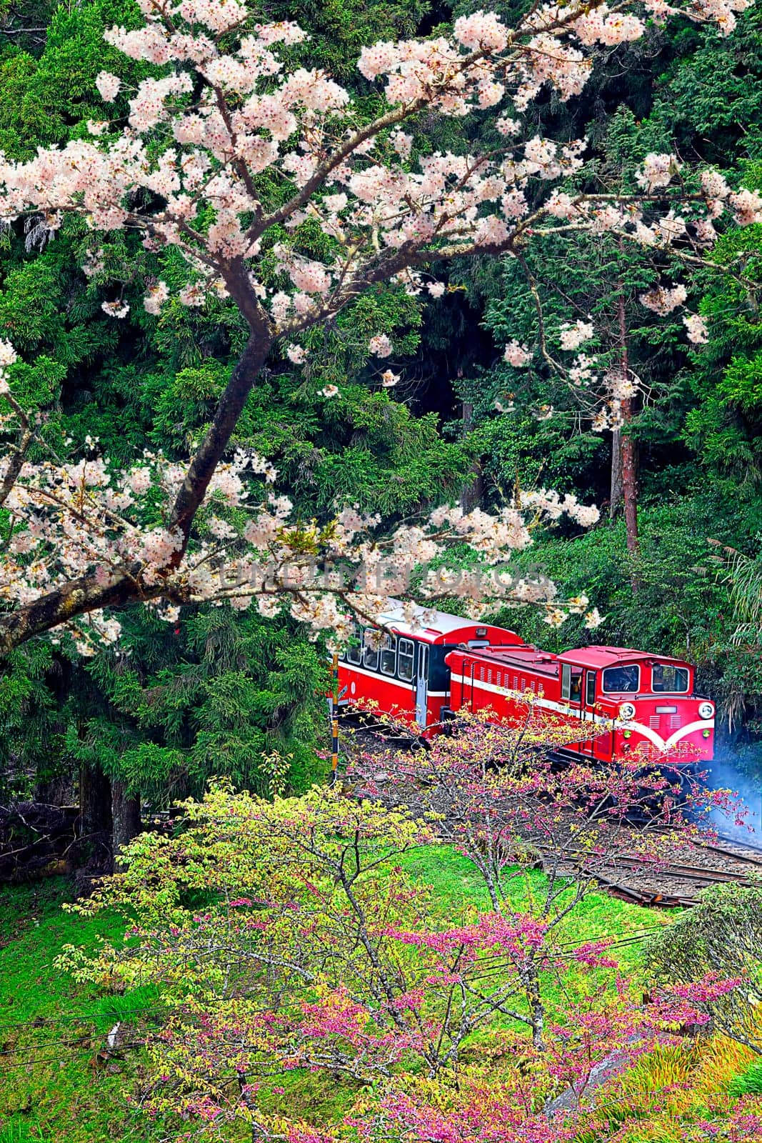 Alishan Forest train for adv or others purpose use