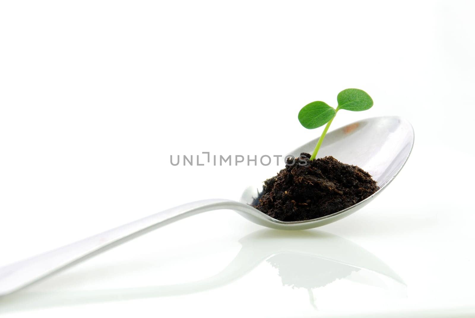 a small green plant growing on a spoon